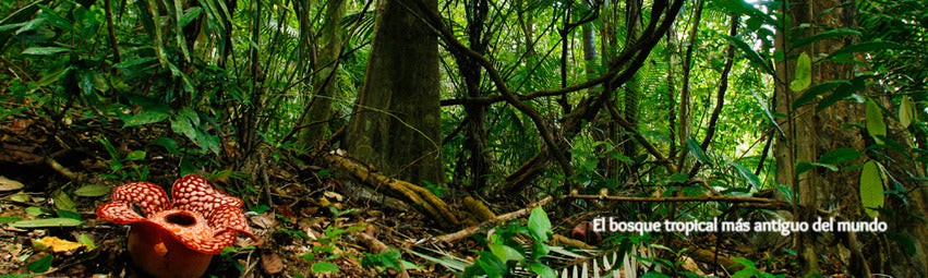 El bosque tropical más antiguo del mundo