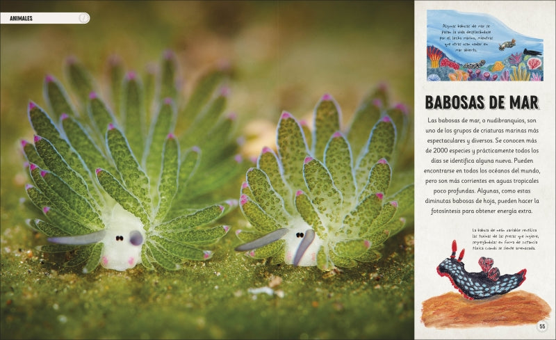 OCÉANOS INCREÍBLES