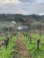 VINO Y VITICULTURA EN LA GALICIA MEDIEVAL: (SIGLOS IX-XIV)