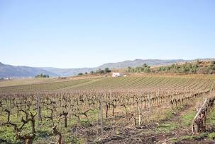 VINO Y VITICULTURA EN LA GALICIA MEDIEVAL: (SIGLOS IX-XIV)